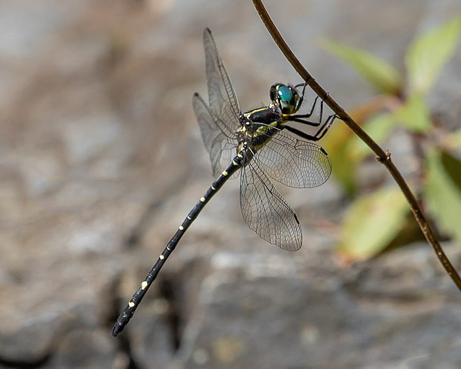 Eusynthemis nigra male-3400.jpg